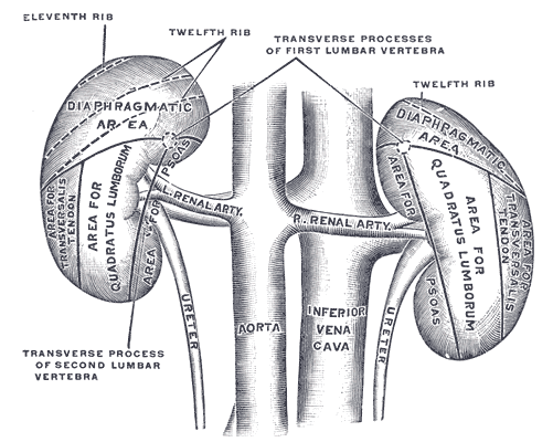 Chronic Kidney Disease