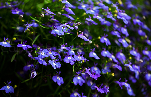 Blue Lobelia