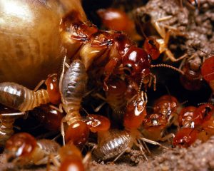 Facts about termites
