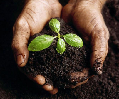 Lack Luster Yard How To Jazz Up Your Greenery.