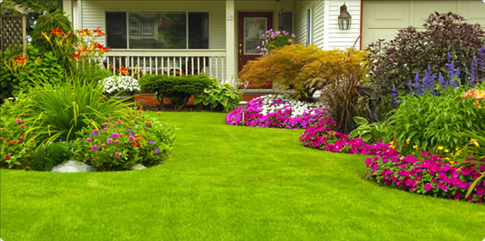 Advantages Of Lawns