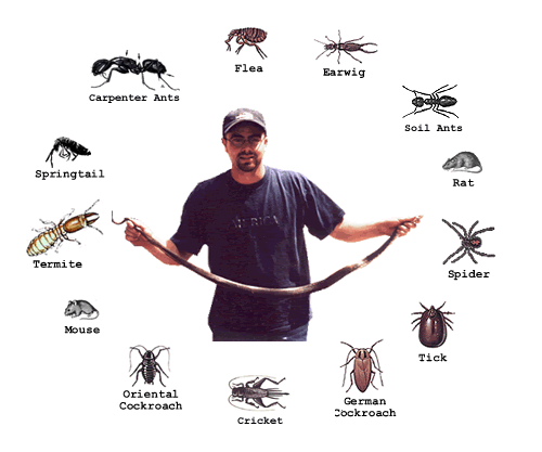 Tricks And Tips To Help You In Pest Management