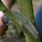 Reasons Why Pruning Is Part Science And Part Art