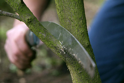 Reasons Why Pruning Is Part Science And Part Art