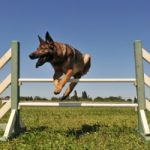 4 Dog Training Mistakes You Should Avoid At All Costs