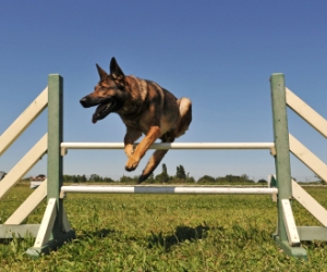 4 Dog Training Mistakes You Should Avoid At All Costs