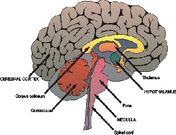 6 Brain Tumor "Risk Factors" You Should Be Aware Of