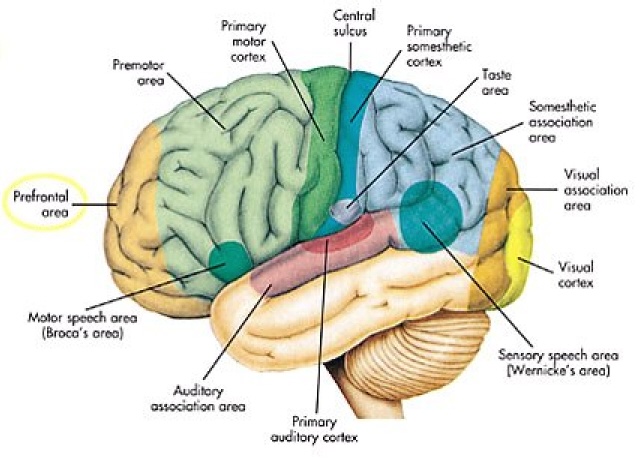 Can ADHD Be Genetic?