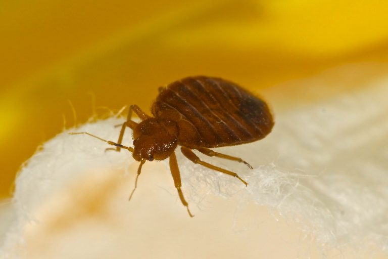 How To Prevent A Bed Bug Infestation In Your Home