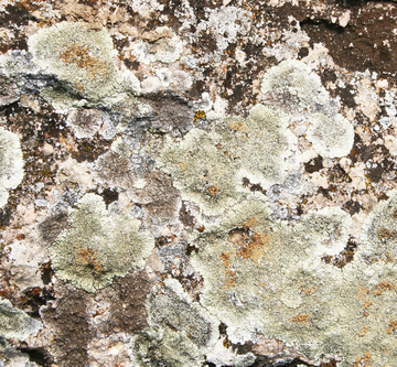 4 Reasons Why Mold Inspection Is Important