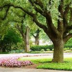 Analyzing The Health Of Your Trees After Summer