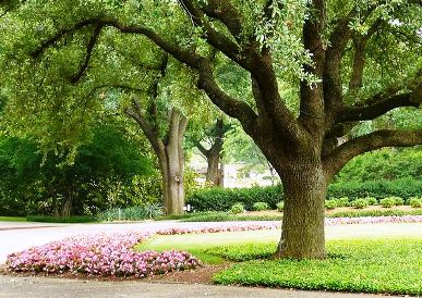 Analyzing The Health Of Your Trees After Summer