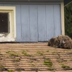 Keeping Critters Off Of Your Roof