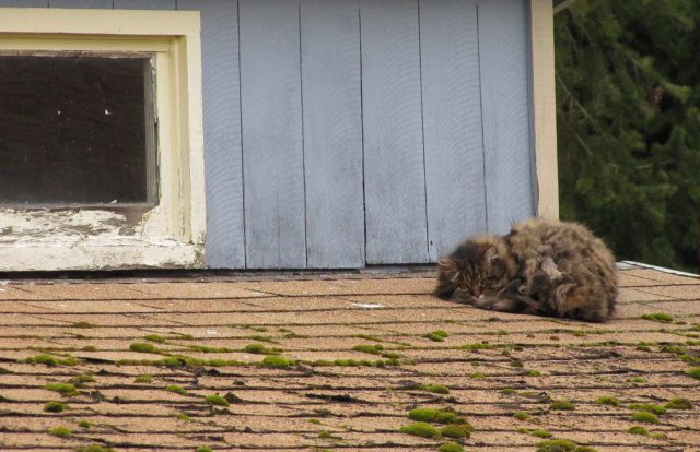 Keeping Critters Off Of Your Roof