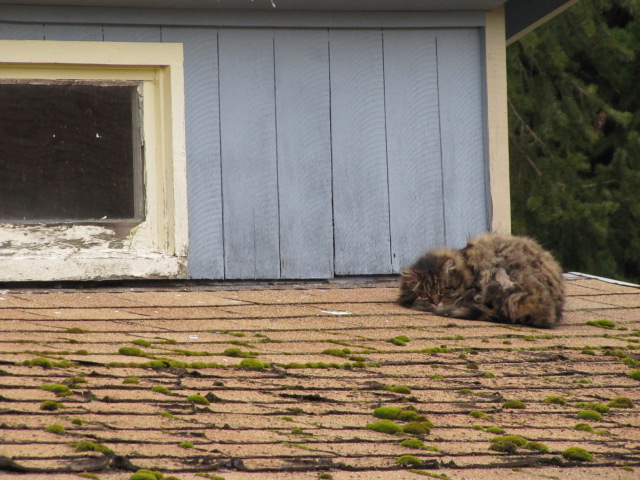 Keeping Critters Off Of Your Roof