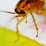 Could A Cockroach Really Survive A Nuclear Explosion?