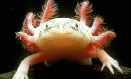 Mexican Axolotl: Key To Regeneration In Humans