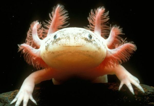 Mexican Axolotl: Key To Regeneration In Humans