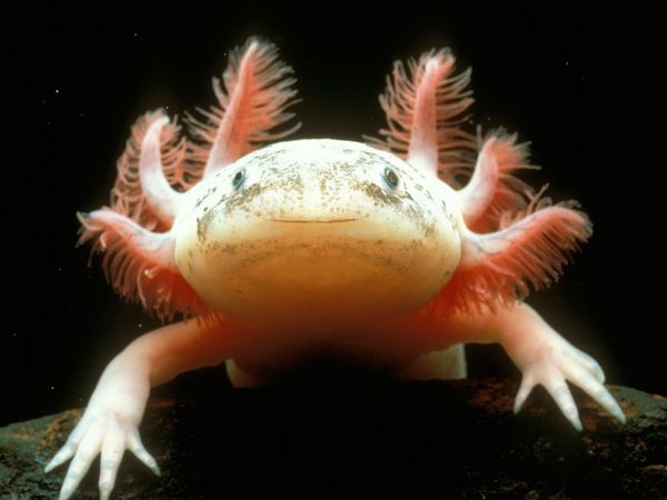 Mexican Axolotl: Key To Regeneration In Humans