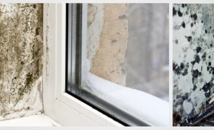 What To Do If You Think Your Home Has A Mold Problem