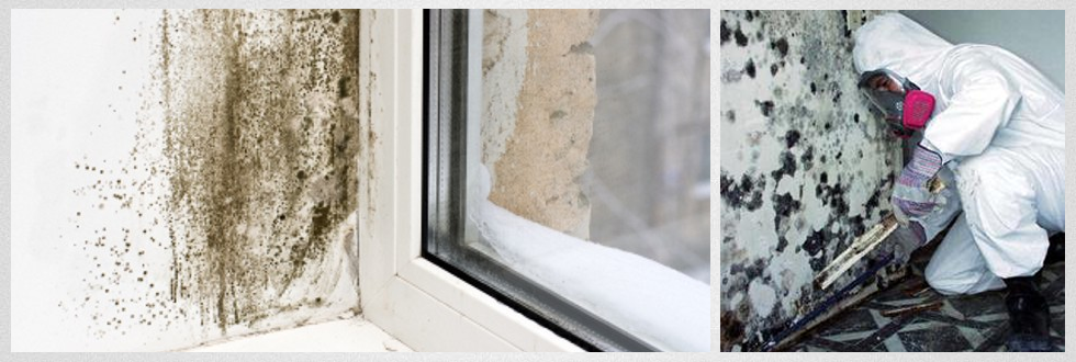 What To Do If You Think Your Home Has A Mold Problem