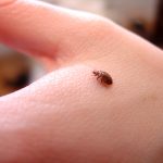 Why Bed Bugs Increase In Summer Months