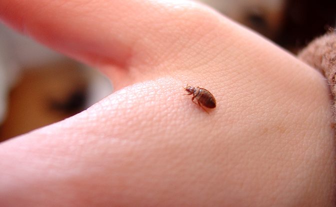 Why Bed Bugs Increase In Summer Months