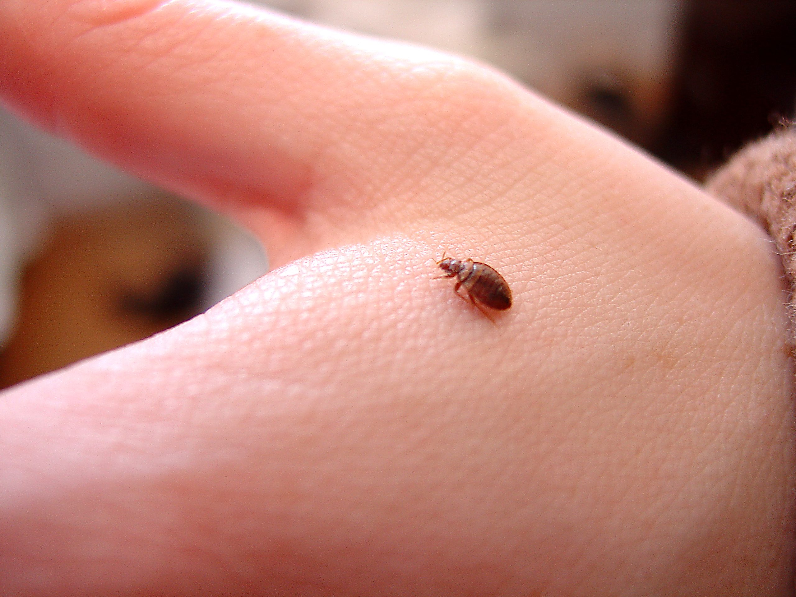 Why Bed Bugs Increase In Summer Months