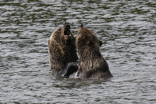 Discover The Wildlife Of North America