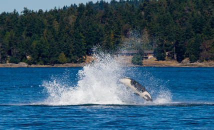 Where To Watch Whales In North America