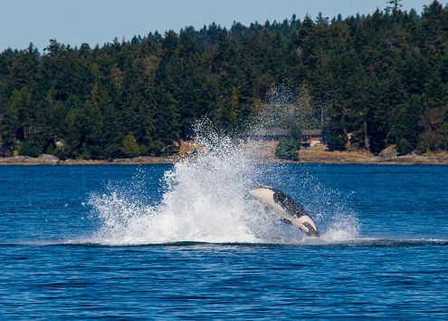 Where To Watch Whales In North America