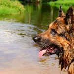 Keeping Your Dog Safe in the Sun