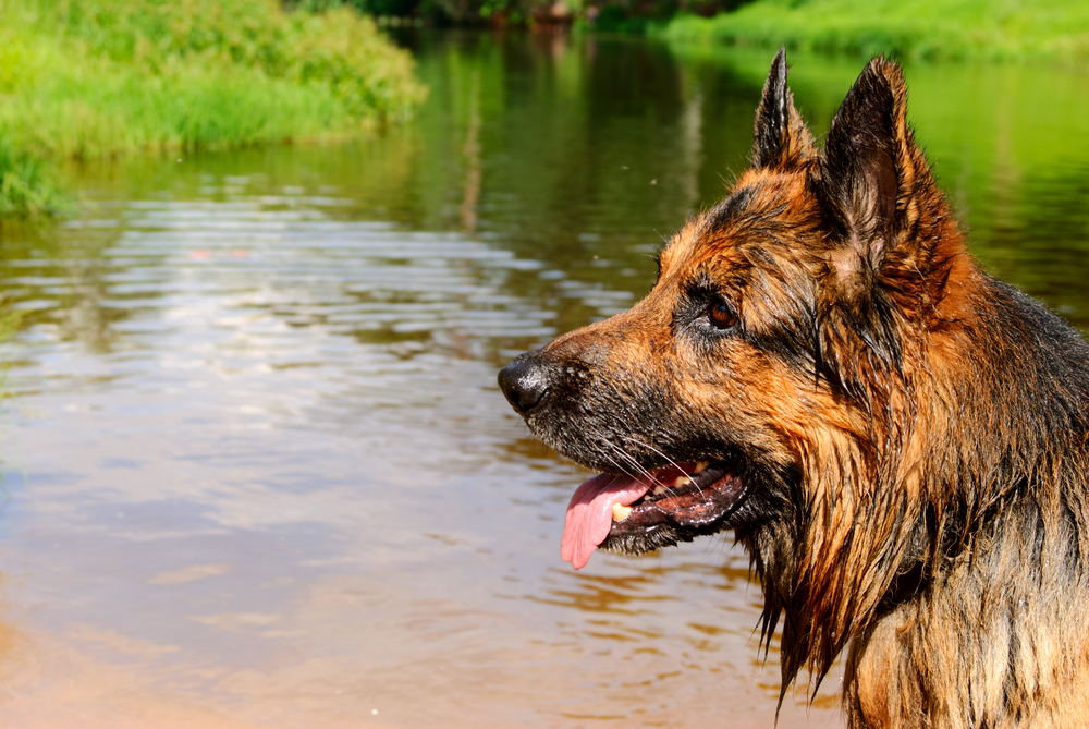 Keeping Your Dog Safe in the Sun