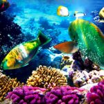 The Great Barrier Reef Can Be Rescued By Geotube Technology