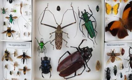 A Bug's Life: 5 Ways To Better Understand The Insect World