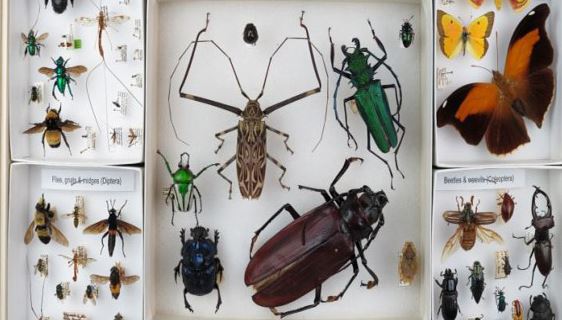 A Bug's Life: 5 Ways To Better Understand The Insect World