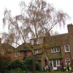 Services Rendered By The Tree Surgeons In Pinner