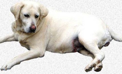 Home Remedies For Joint and Muscle Pain In Dogs