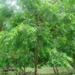 Medicinal Values Of Neem Tree And Tremendous Benefits