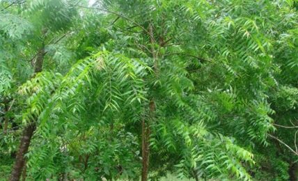 Medicinal Values Of Neem Tree And Tremendous Benefits