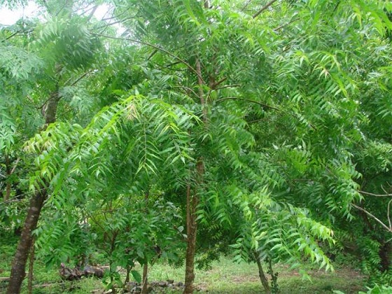 Medicinal Values Of Neem Tree And Tremendous Benefits