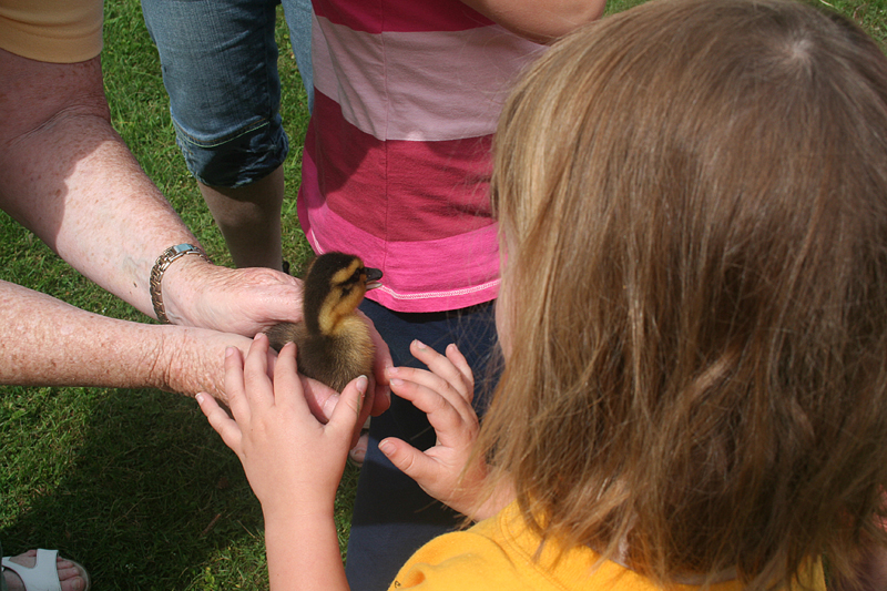 Benefits Of Having Classroom Pets