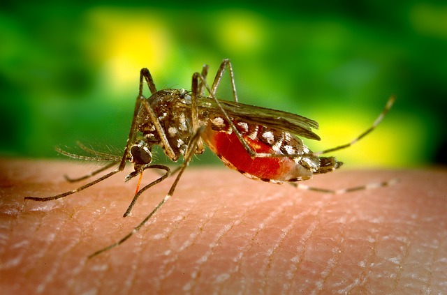 Symptoms Of Dengue