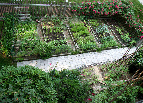 Choosing The Best Container For Your Vegetable Gardening