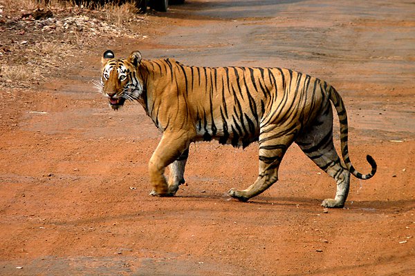 Tadoba and Other Top Destinations In India For Spotting Tigers