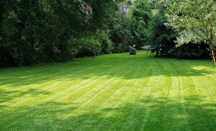 Essential Tips For A Greener Lawn