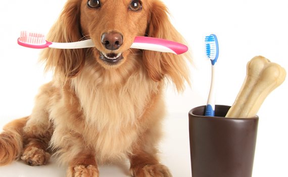 Importance Of Proper Dog Care