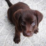 New Addition? Tips For Socializing A Shy Puppy