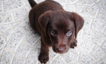 New Addition? Tips For Socializing A Shy Puppy