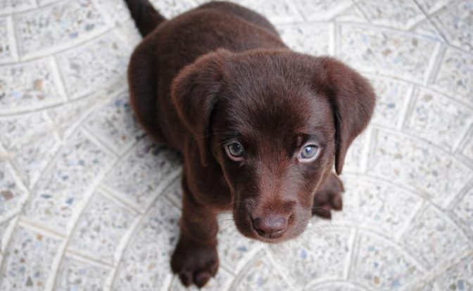 New Addition? Tips For Socializing A Shy Puppy